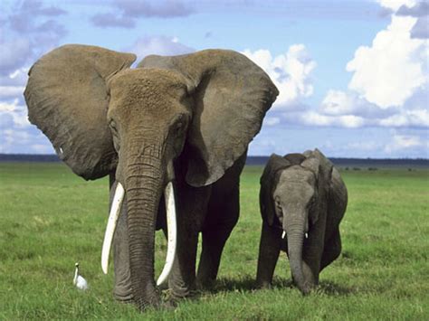 夢見清潔 大象代表什麼意思